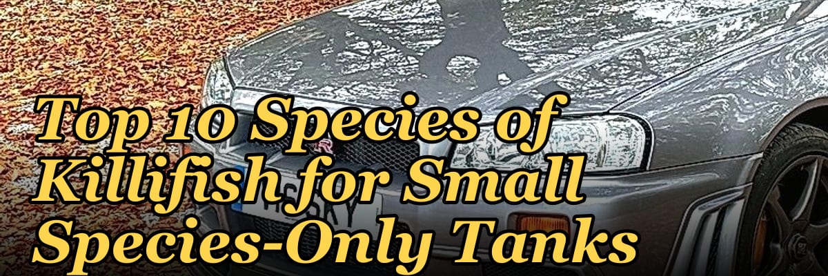 Top 10 Species of Killifish for Small Species-Only Tanks