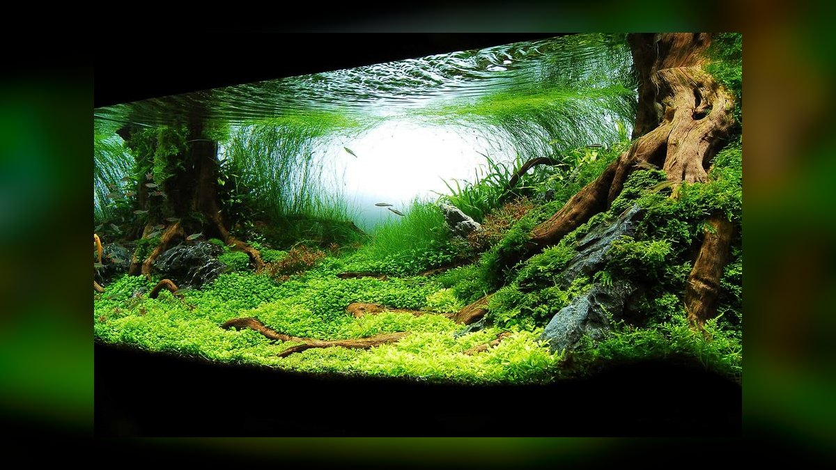 Top 10 Aquarium Backgrounds (3D, Black, Blue, and Painted) — figure 4