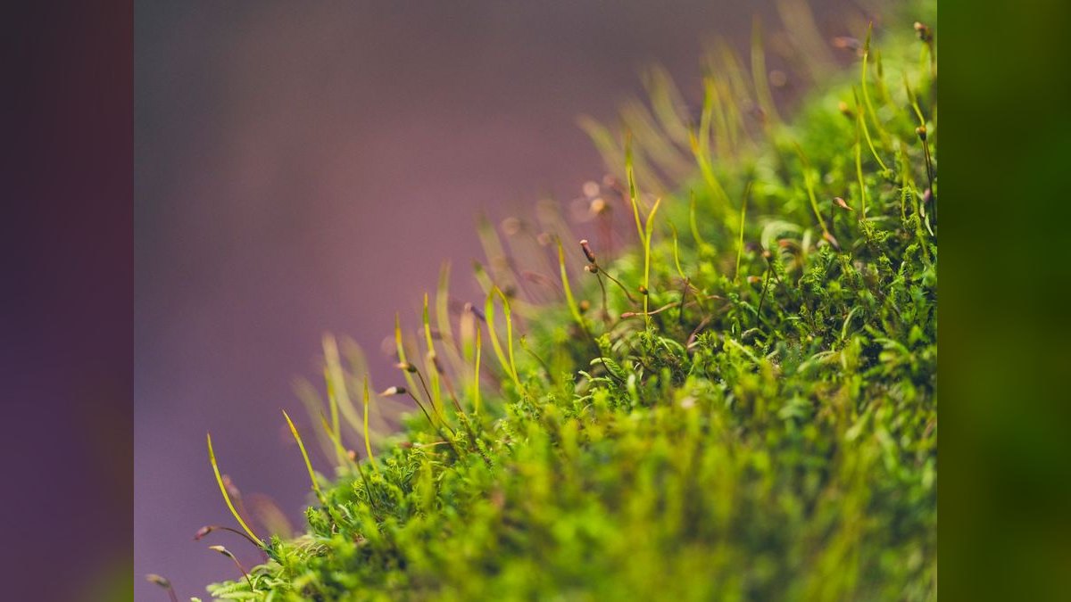 Top 10 Types of Moss for Aquascaping (Java, Christmas, Riccia, Flame) — figure 1