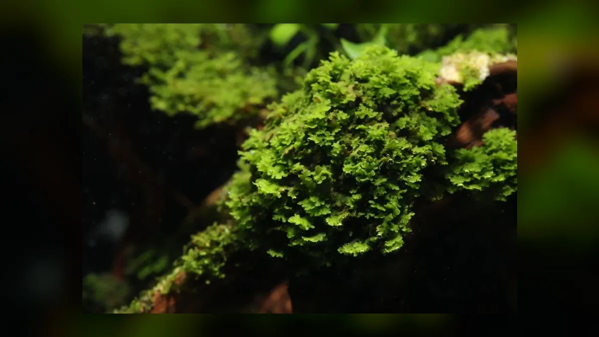 Top 10 Types of Moss for Aquascaping (Java, Christmas, Riccia, Flame) in 2027 — figure 10