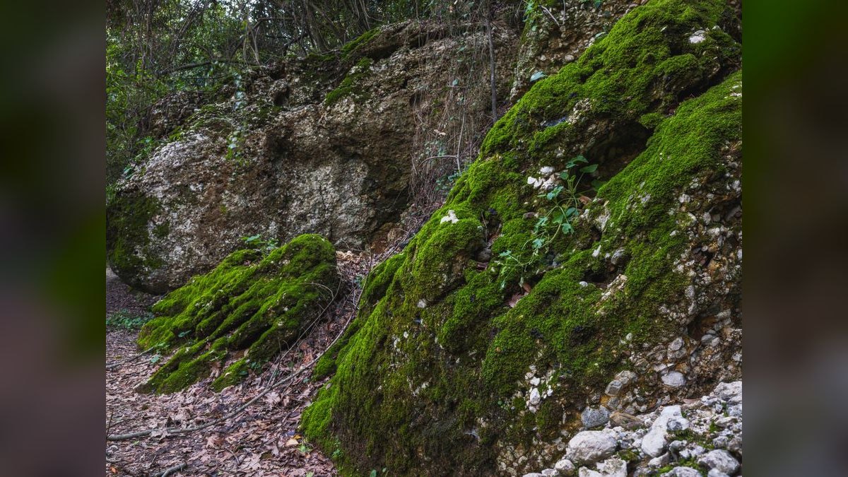 Top 10 Types of Moss for Aquascaping (Java, Christmas, Riccia, Flame) — figure 2