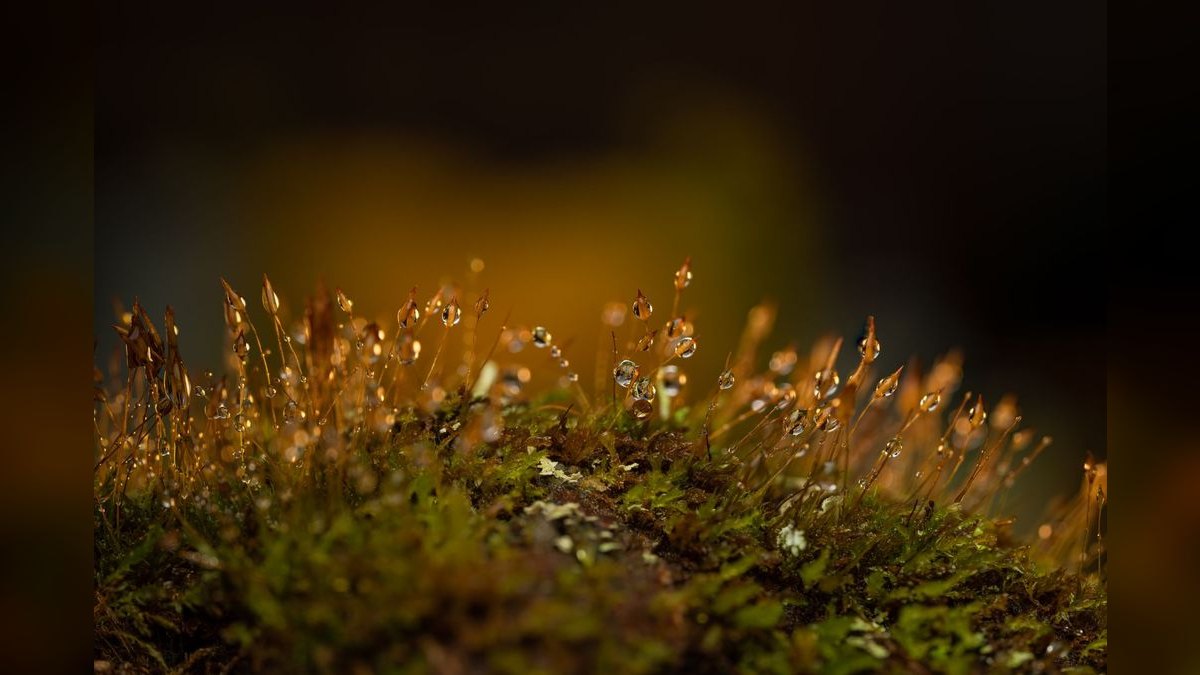 Top 10 Types of Moss for Aquascaping (Java, Christmas, Riccia, Flame) — figure 3