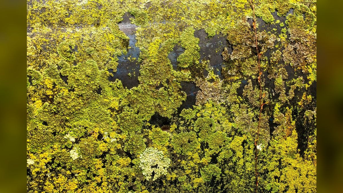Top 10 Types of Moss for Aquascaping (Java, Christmas, Riccia, Flame) — figure 4