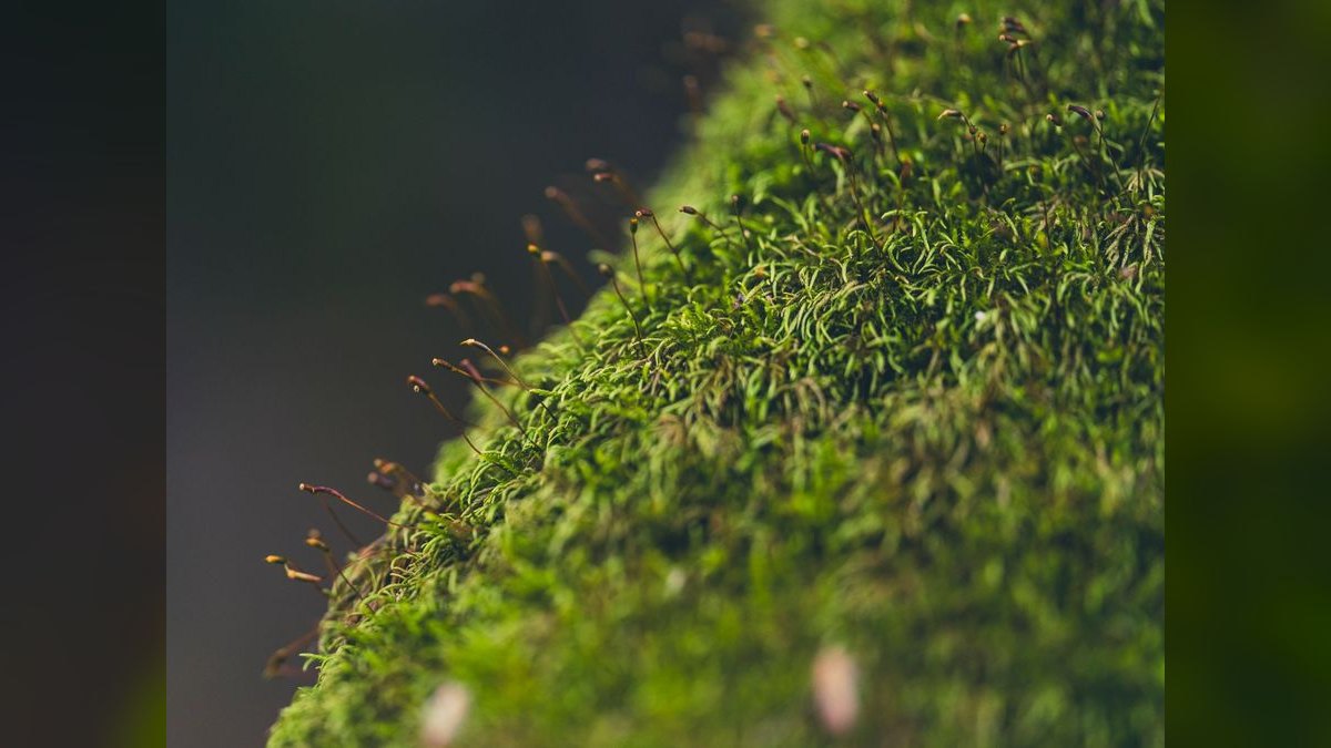 Top 10 Types of Moss for Aquascaping (Java, Christmas, Riccia, Flame) — figure 5