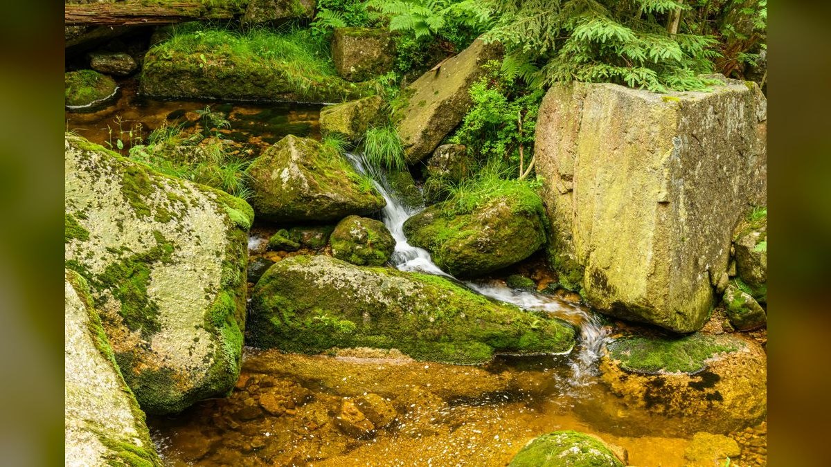 Top 10 Types of Moss for Aquascaping (Java, Christmas, Riccia, Flame) — figure 6