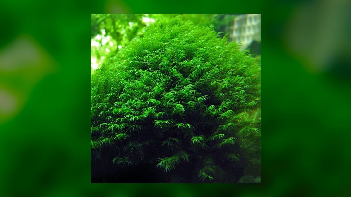 Top 10 Types of Moss for Aquascaping (Java, Christmas, Riccia, Flame) in 2027 — figure 7