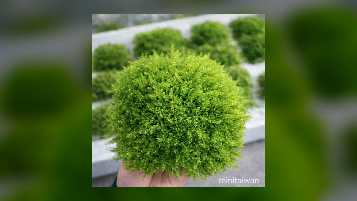 Top 10 Types of Moss for Aquascaping (Java, Christmas, Riccia, Flame) in 2027 — figure 8