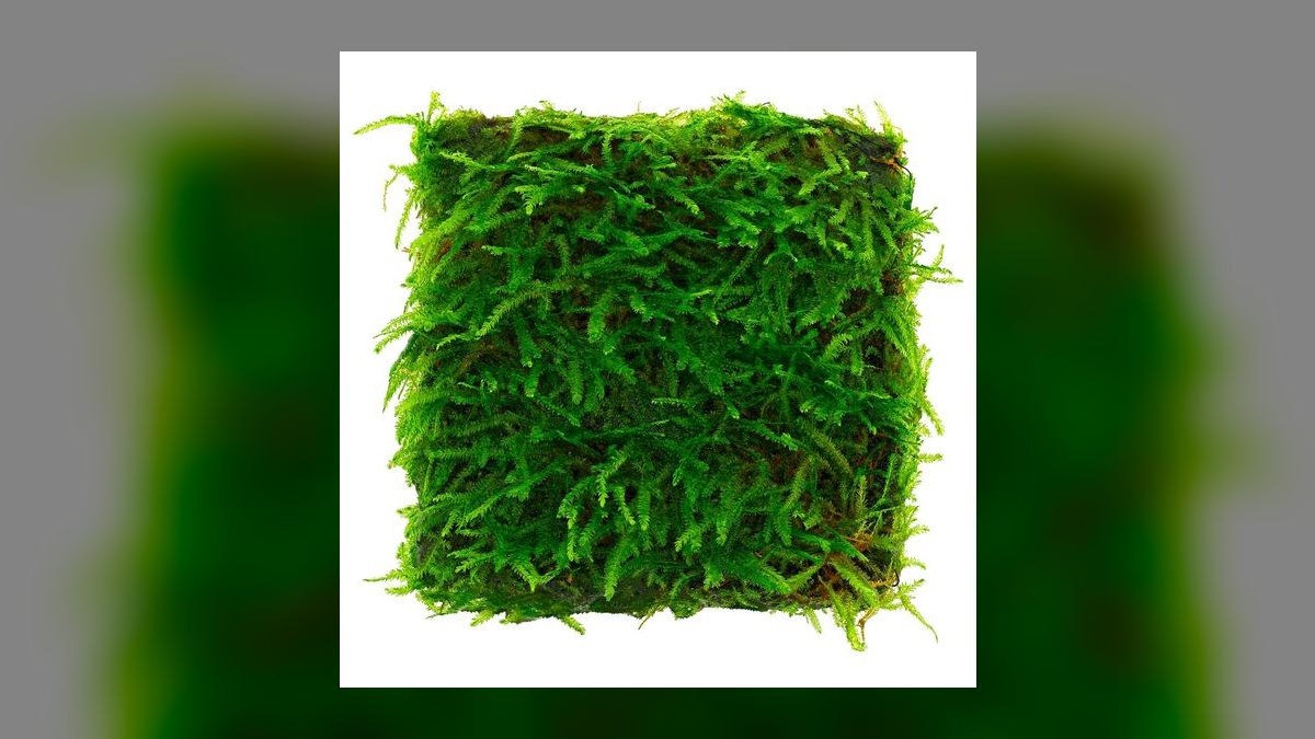 Top 10 Types of Moss for Aquascaping (Java, Christmas, Riccia, Flame) in 2027 — figure 9