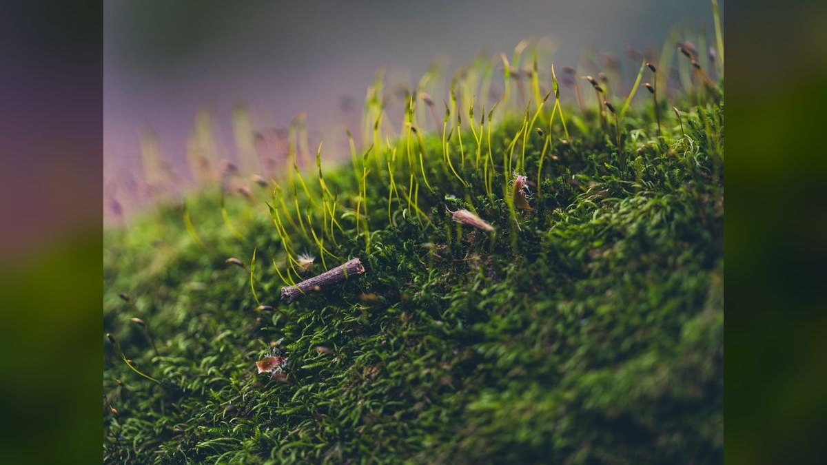 Top 10 Types of Moss for Aquascaping (Java, Christmas, Riccia, Flame) in 2027