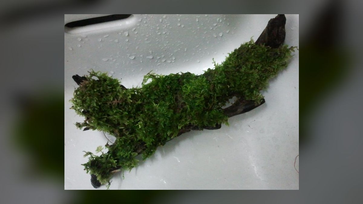 Top 10 Types of Moss for Aquascaping (Java, Christmas, Riccia, Flame) in 2027