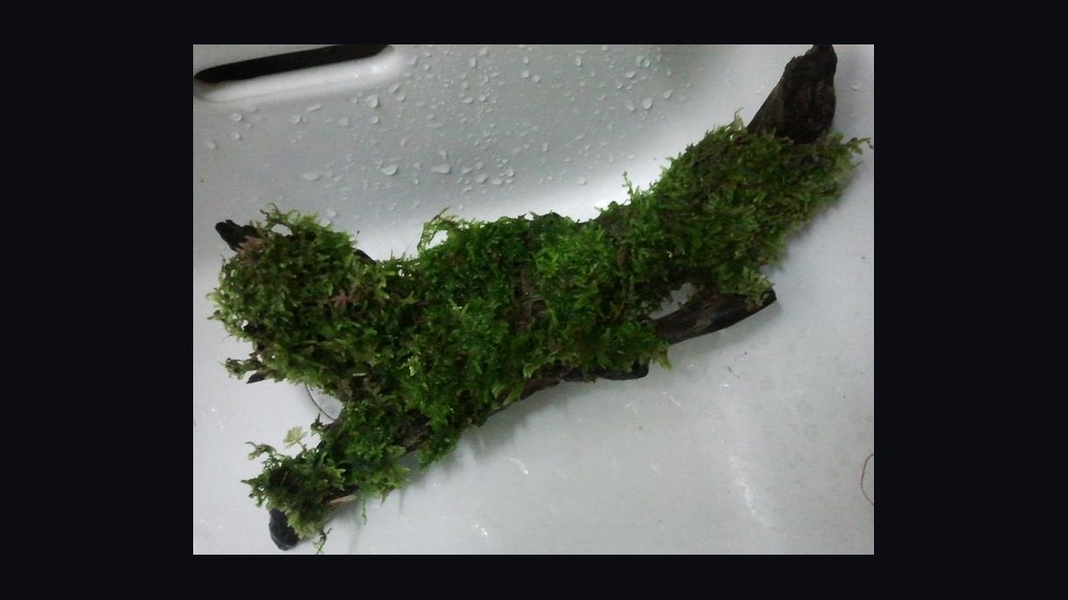 Top 10 Types of Moss for Aquascaping (Java, Christmas, Riccia, Flame) in 2027