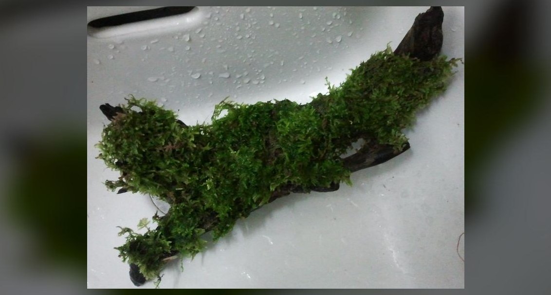 Top 10 Types of Moss for Aquascaping (Java, Christmas, Riccia, Flame) in 2027