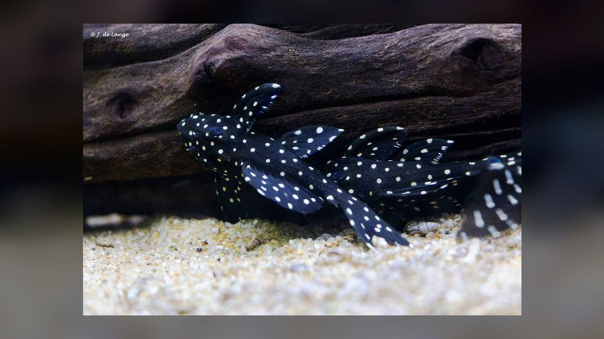 Top 10 Species of Plecos for Large Catfish Enthusiasts in 2027 — figure 1