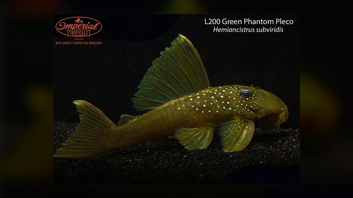 Top 10 Species of Plecos for Large Catfish Enthusiasts in 2027 — figure 3