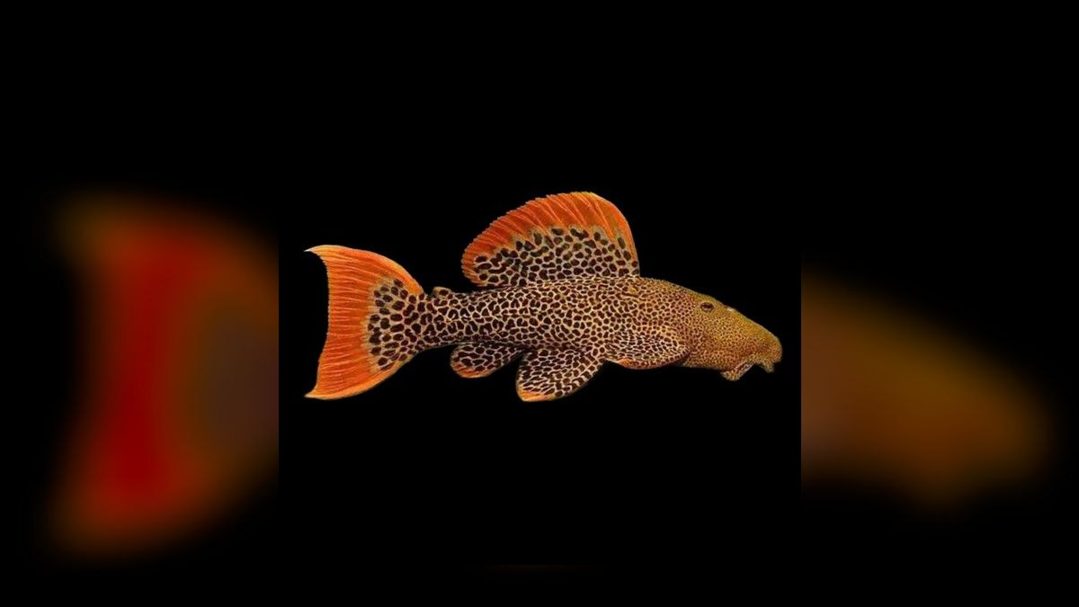 Top 10 Species of Plecos for Large Catfish Enthusiasts in 2027 — figure 5