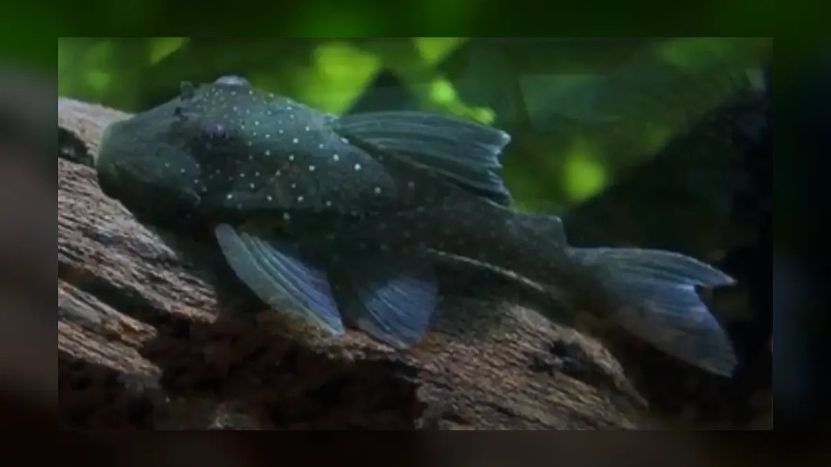 Top 10 Species of Plecos for Large Catfish Enthusiasts in 2027 — figure 6