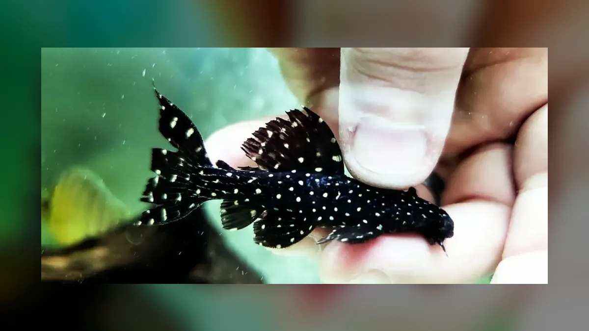 Top 10 Species of Plecos for Large Catfish Enthusiasts in 2027 — figure 7