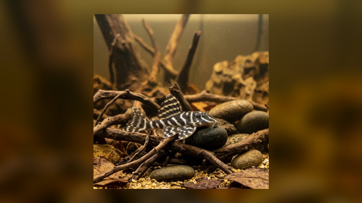 Top 10 Species of Plecos for Large Catfish Enthusiasts in 2027 — figure 8