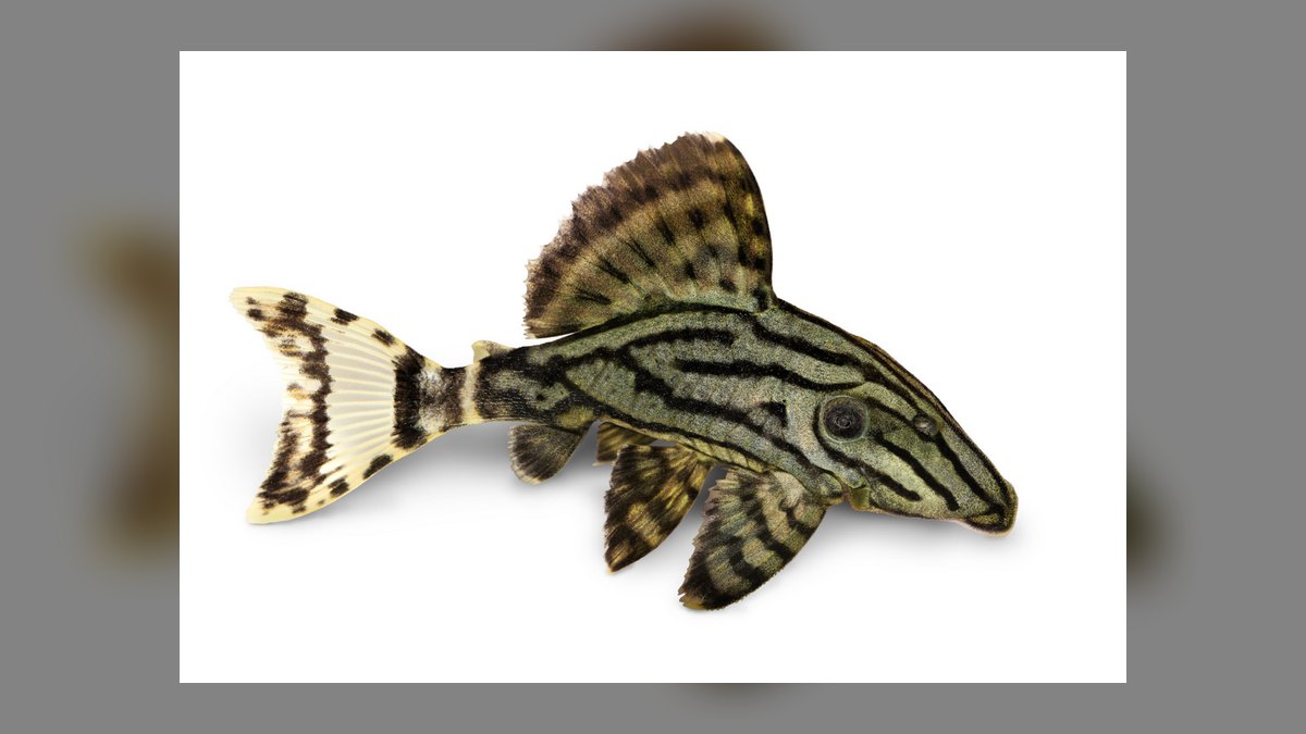 Top 10 Species of Plecos for Large Catfish Enthusiasts in 2027 — figure 9