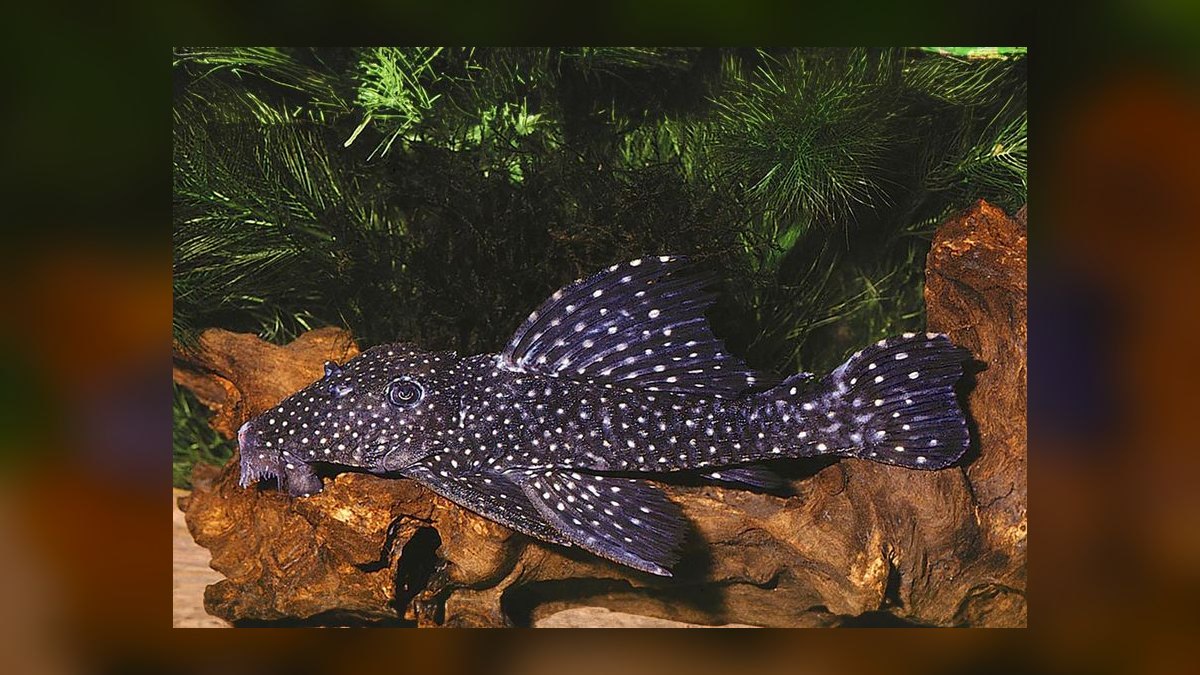 Top 10 Species of Plecos for Large Catfish Enthusiasts in 2027