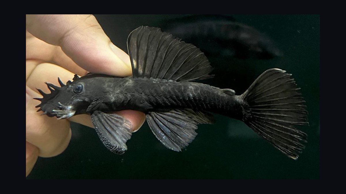 Top 10 Beginner-Friendly Freshwater Fish Species for Community Tanks in 2027 — figure 10