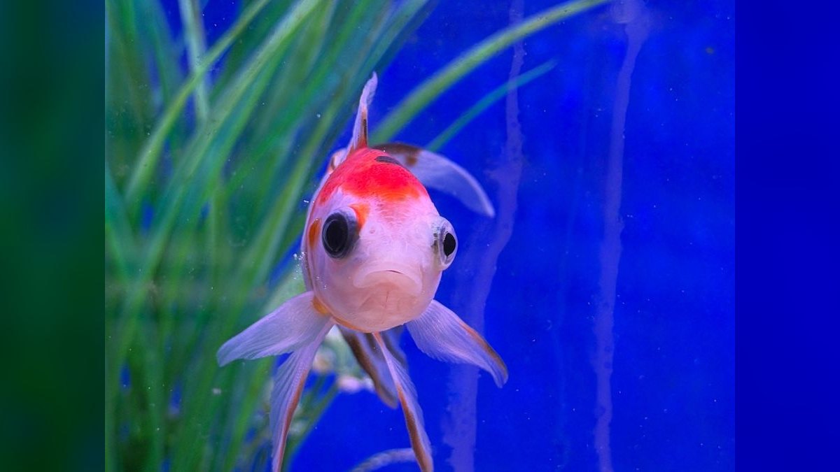 Top 10 Beginner-Friendly Freshwater Fish Species for Community Tanks — figure 4