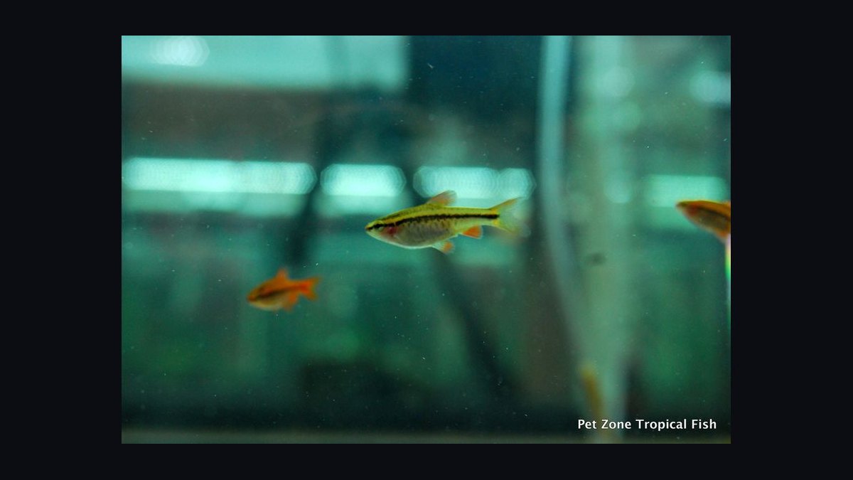 Top 10 Beginner-Friendly Freshwater Fish Species for Community Tanks in 2027 — figure 7