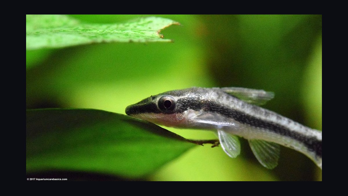Top 10 Beginner-Friendly Freshwater Fish Species for Community Tanks in 2027 — figure 8