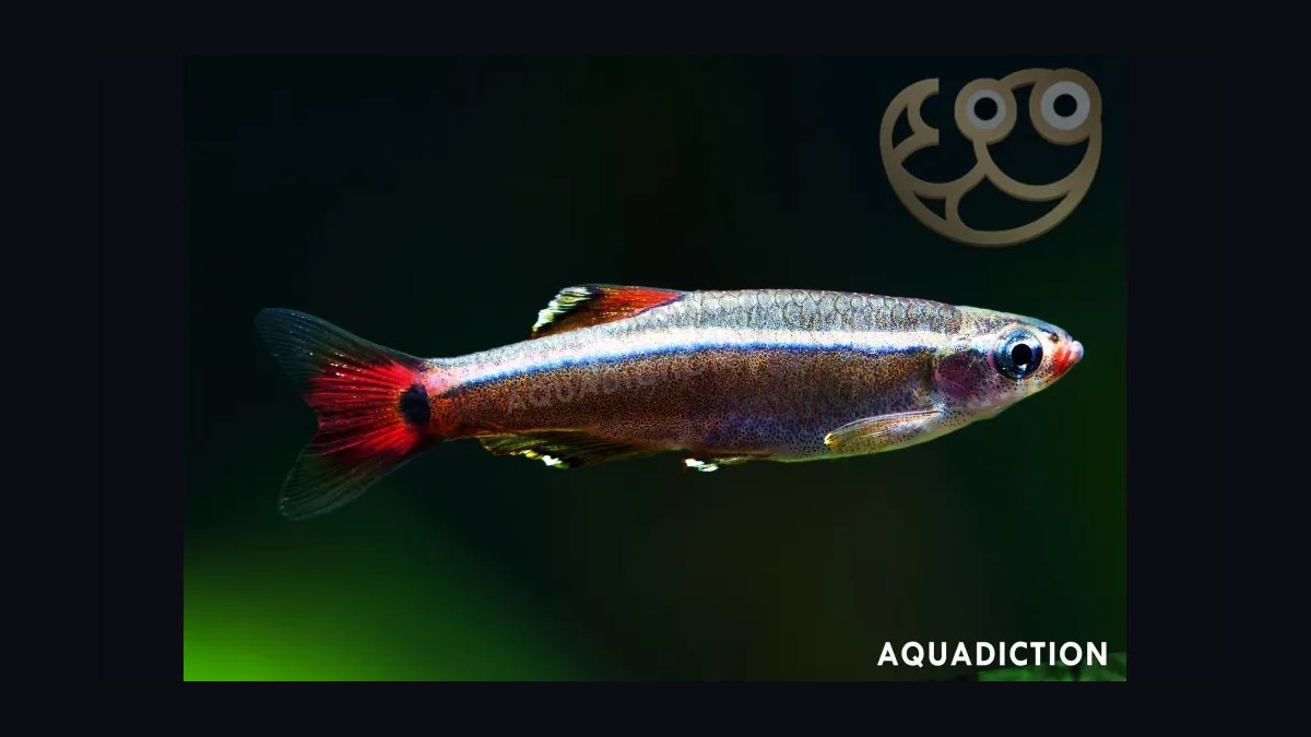 Top 10 Beginner-Friendly Freshwater Fish Species for Community Tanks in 2027 — figure 9