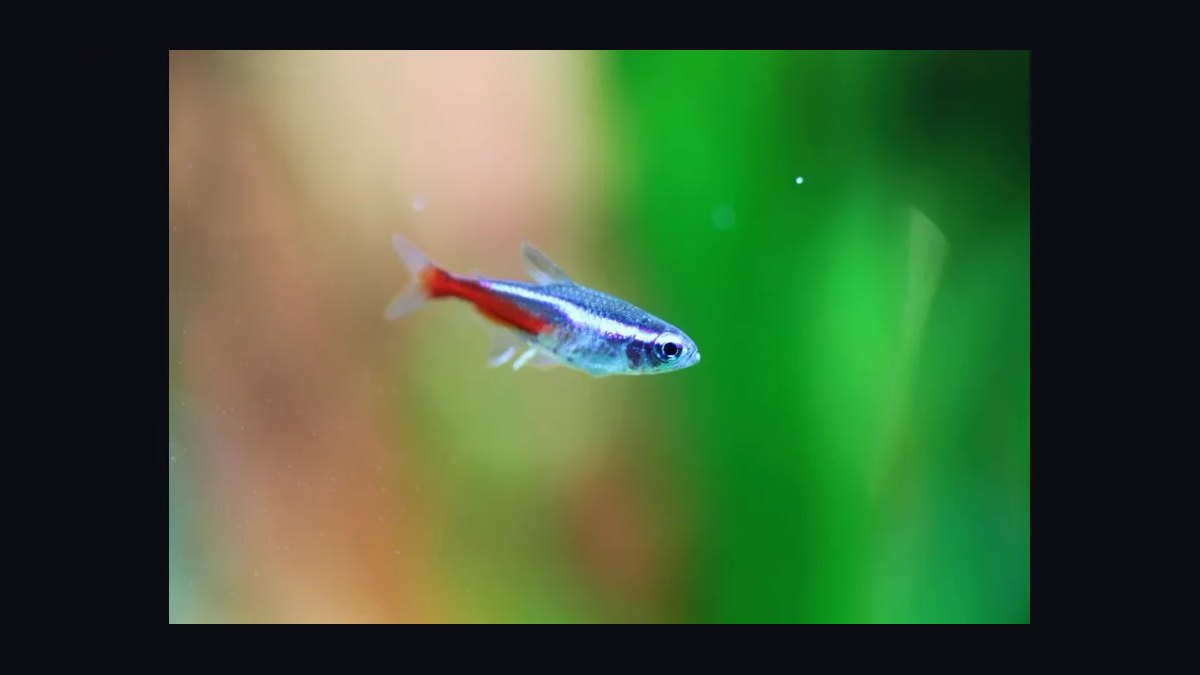 Top 10 Beginner-Friendly Freshwater Fish Species for Community Tanks in 2027