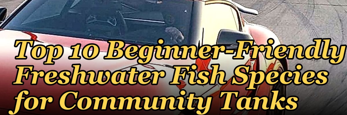 Top 10 Beginner-Friendly Freshwater Fish Species for Community Tanks
