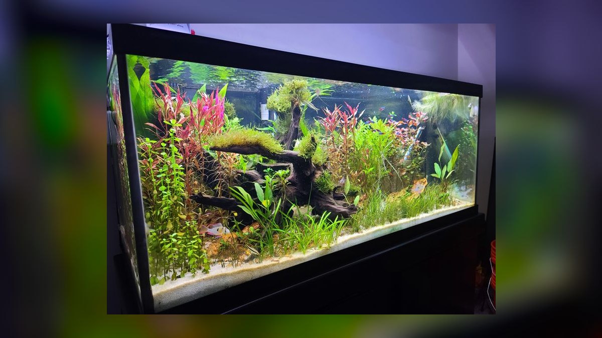 Top 10 LED Lighting Fixtures for Planted Aquariums Under $200 — figure 4