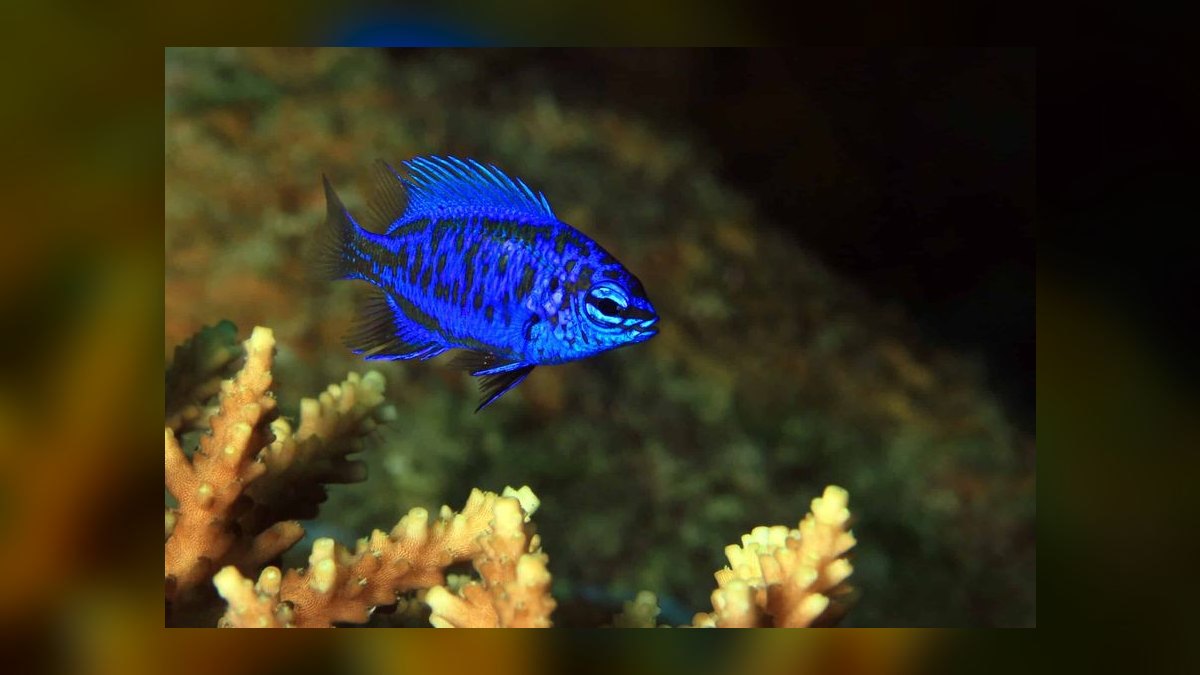 Top 10 Saltwater Fish That Thrive in 40-Gallon Breeder Tanks in 2027 — figure 8