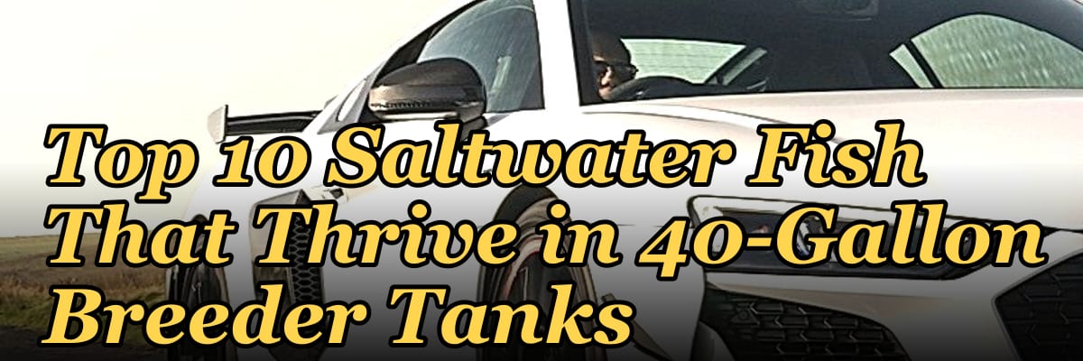 Top 10 Saltwater Fish That Thrive in 40-Gallon Breeder Tanks