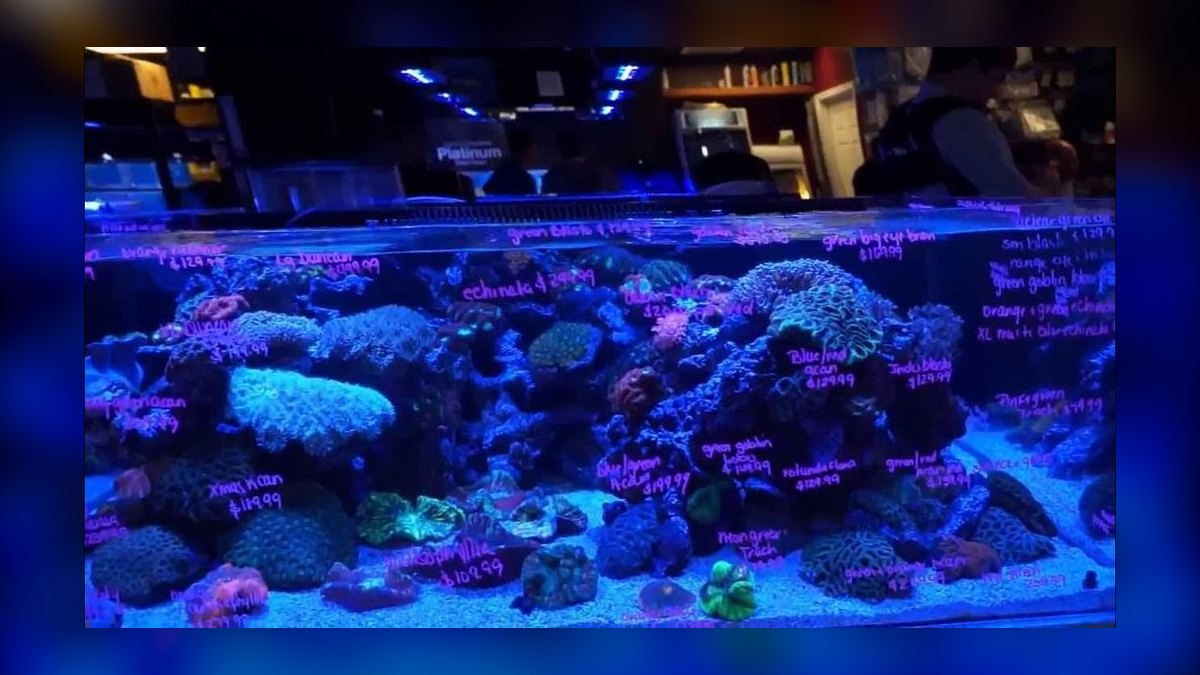 Top 10 Aquarium Sump Designs for 75-Gallon Display Tanks in 2027 — figure 8