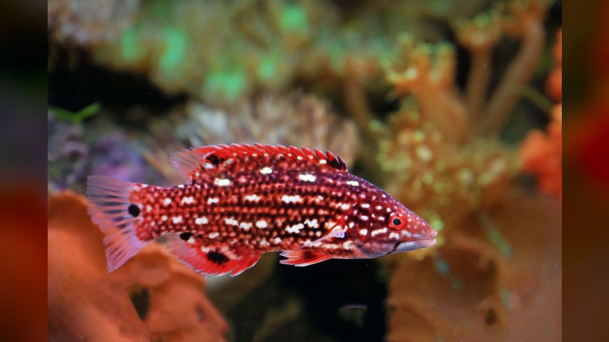 Top 10 Aquarium Chillers for Reef Tanks in Hot Climates — figure 6