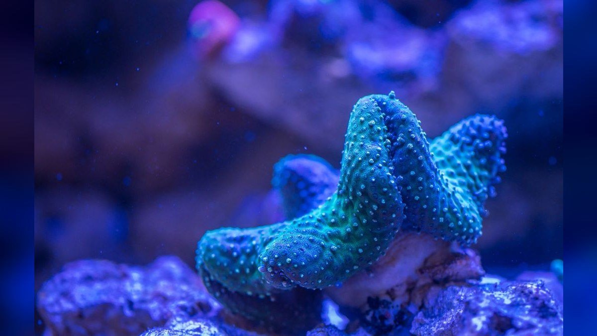 Top 10 Aquarium UV Sterilizers for Green Water Control in 2027