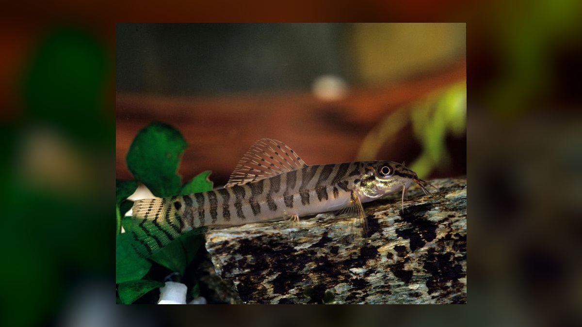 Top 10 Bottom-Dwelling Catfish and Loaches for Cleaner Sand Beds in 2027 — figure 10