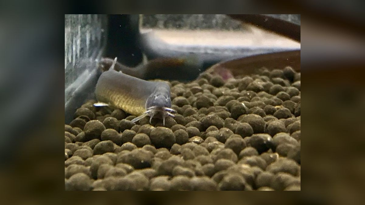 Top 10 Bottom-Dwelling Catfish and Loaches for Cleaner Sand Beds in 2027 — figure 5
