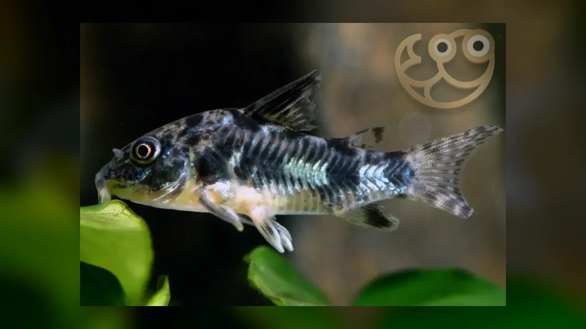 Top 10 Bottom-Dwelling Catfish and Loaches for Cleaner Sand Beds in 2027 — figure 8