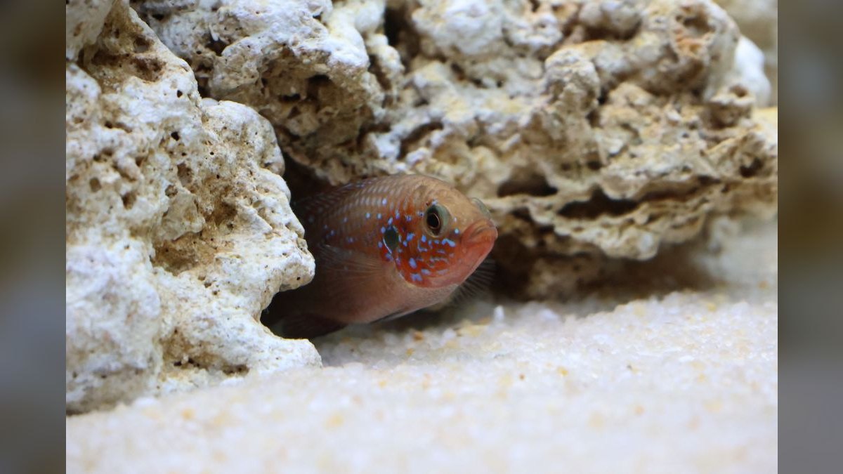 Top 10 Aquarium Backgrounds for Hiding Equipment in Display Tanks — figure 1