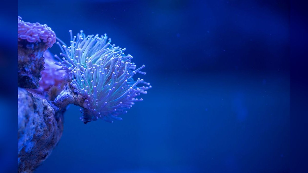 Top 10 Aquarium Backgrounds for Hiding Equipment in Display Tanks — figure 2