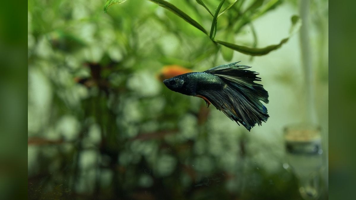 Top 10 Aquarium Backgrounds for Hiding Equipment in Display Tanks — figure 4