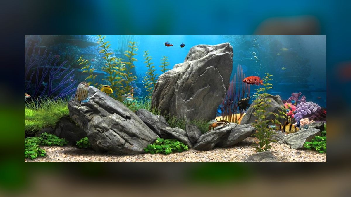 Top 10 Aquarium Backgrounds for Hiding Equipment in Display Tanks in 2027 — figure 8