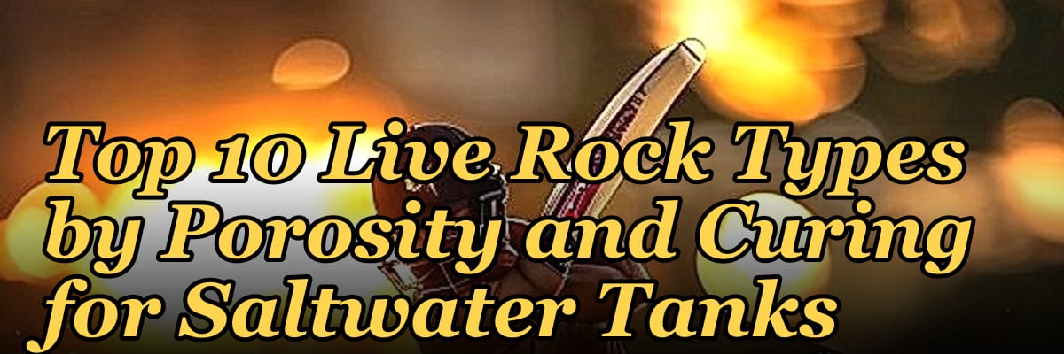 Top 10 Live Rock Types by Porosity and Curing for Saltwater Tanks