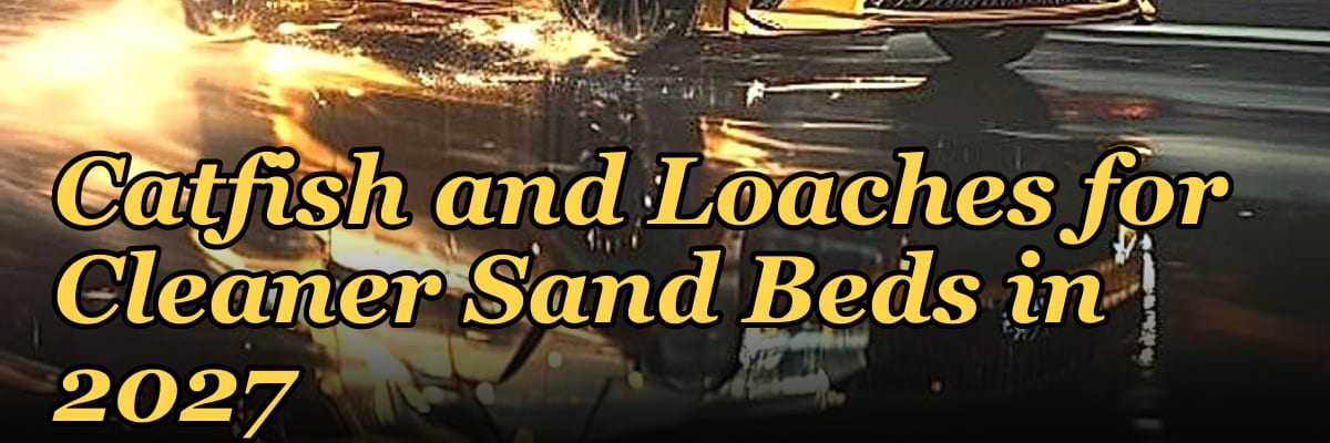 Top 10 Bottom-Dwelling Catfish and Loaches for Cleaner Sand Beds in 2027