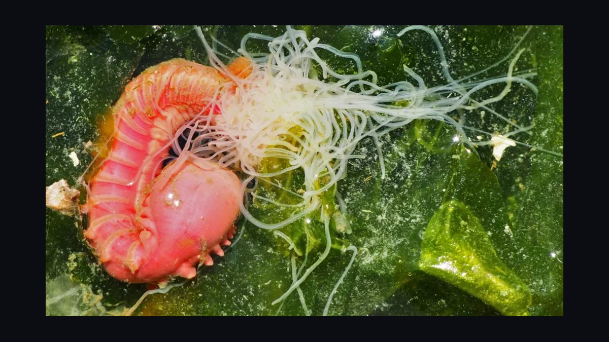 Top 10 Invertebrate Species for Cleaner Crews in Refugia in 2027 — figure 10