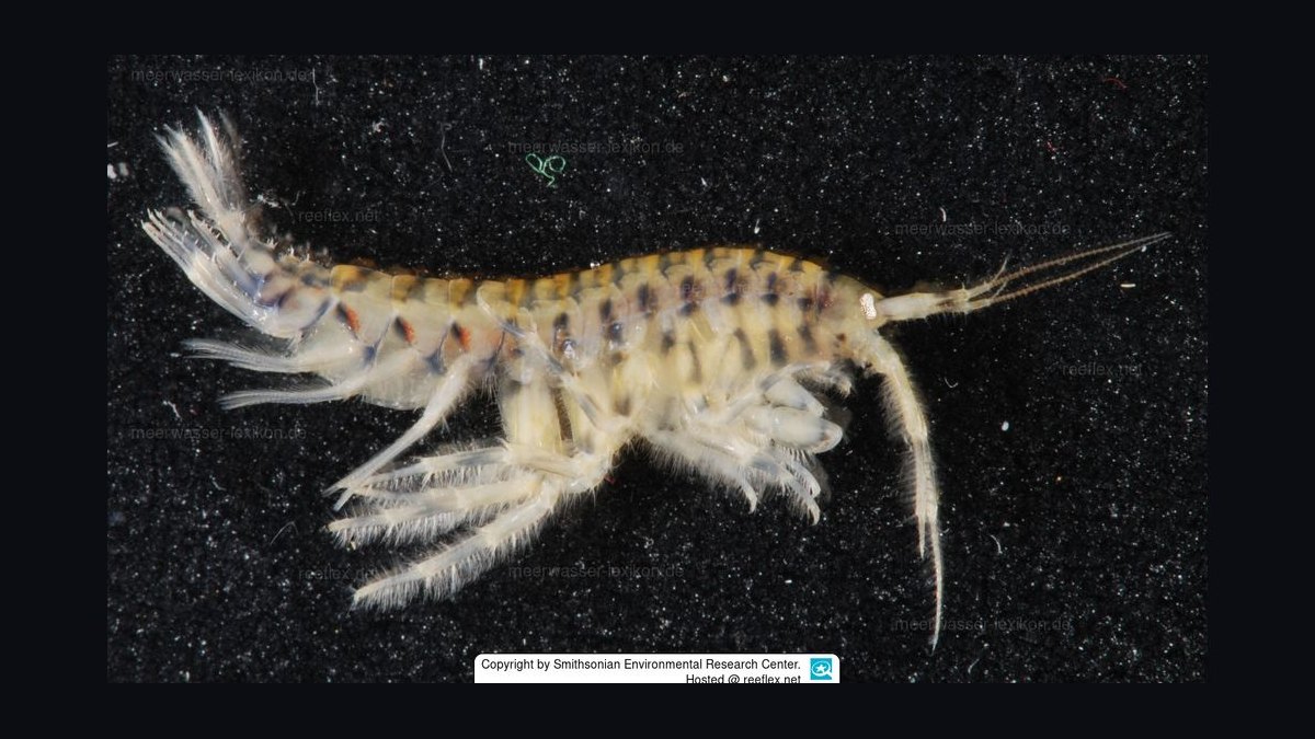 Top 10 Invertebrate Species for Cleaner Crews in Refugia in 2027 — figure 2