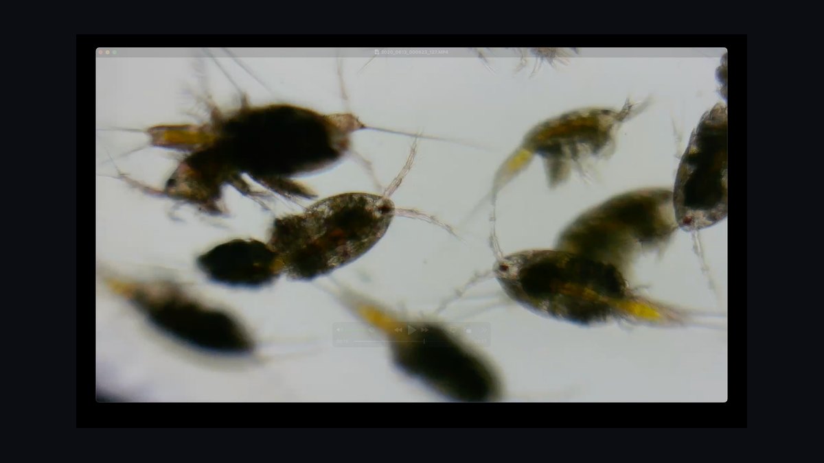 Top 10 Invertebrate Species for Cleaner Crews in Refugia in 2027 — figure 3