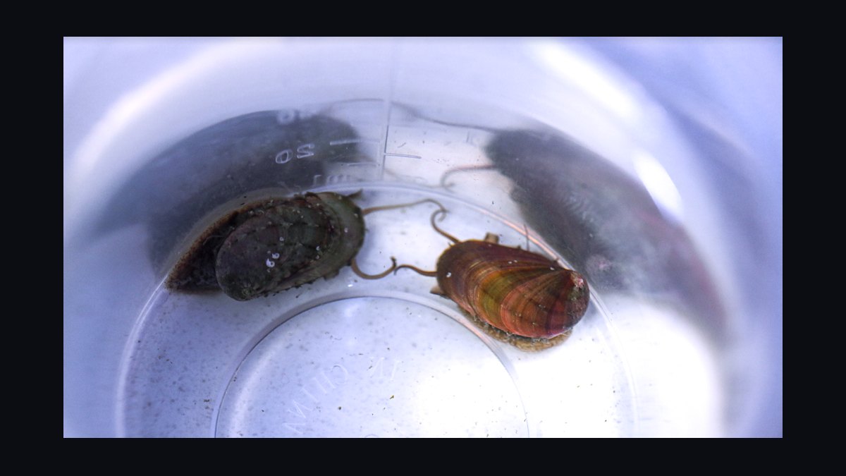 Top 10 Invertebrate Species for Cleaner Crews in Refugia in 2027 — figure 4